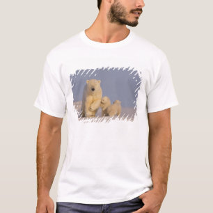 Camiseta urso polar, Ursus maritimus, fêmea com filhotes re