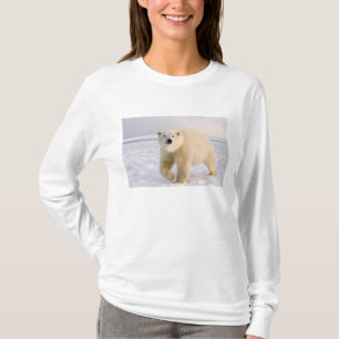 Camiseta urso polar, Ursus maritimus, no gelo e neve, 2