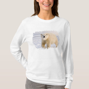 Camiseta urso polar, Ursus maritimus, no gelo e neve, 2