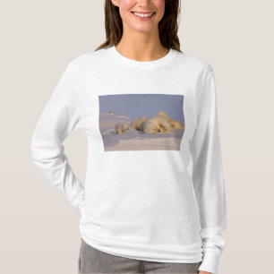 Camiseta urso polar, Ursus maritimus, porca brincando