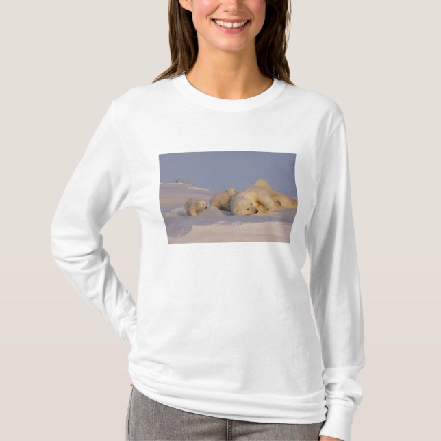 Camiseta urso polar, Ursus maritimus, sementeira (Frente)