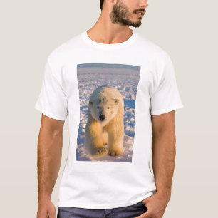 Camiseta urso polar, Ursus maritimus, urso polar no gelo