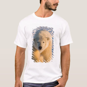 Camiseta urso polar, Ursus maritimus, urso polar sobre gelo