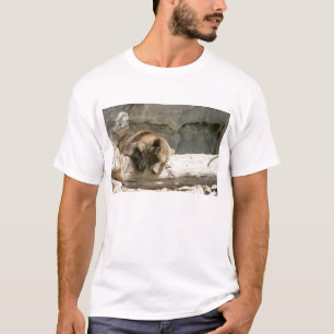 Camiseta Urso preguiçoso