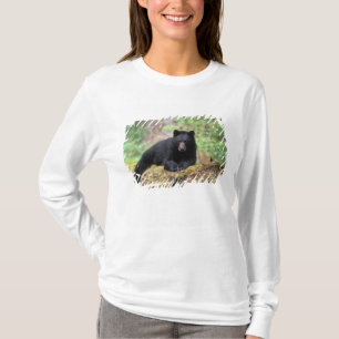 Camiseta Urso preto em um tronco de crescimento antigo na