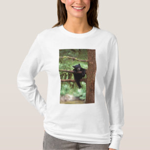 Camiseta urso preto, Ursus americanus, filhote em uma árvor
