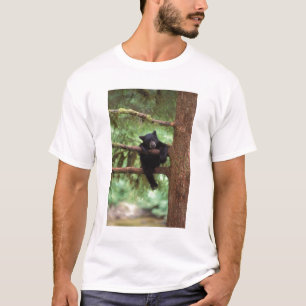 Camiseta urso preto, Ursus americanus, filhote em uma árvor