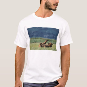 Camiseta Ursos-pardos em brincadeira, Ursus arctos, Alasca