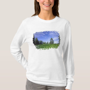 Camiseta UTAH. EUA. Pinheiros Ponderosa Pinus ponderosa) &