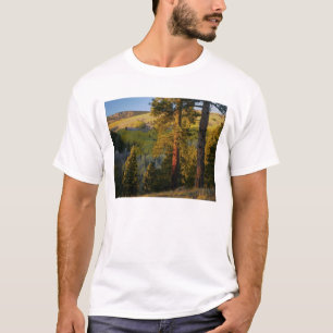 Camiseta UTAH. Pinheiros ponderosa e álamo, outono. Nascer 
