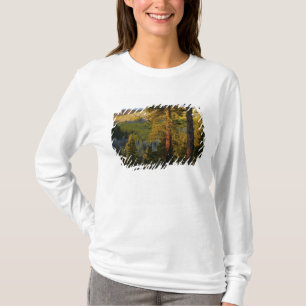 Camiseta UTAH. Pinheiros ponderosa e álamo, outono. Nascer