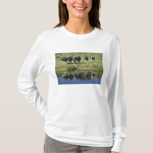 Camiseta Vacas refletidas no canal, Henley, Taieri Plain,