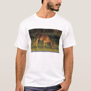 Camiseta Veado-de-cauda-branca, Odocoileus virginianus