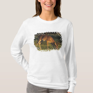 Camiseta Veado-mateiro, Odocoileus virginianus