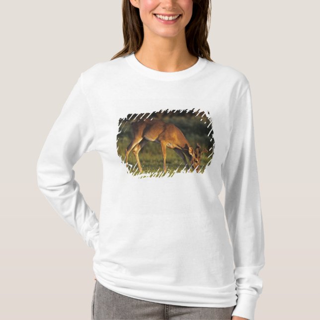 Camiseta Veado-mateiro, Odocoileus virginianus (Frente)