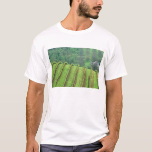 Camiseta Vinhas de uva perto de Newberg Oregon