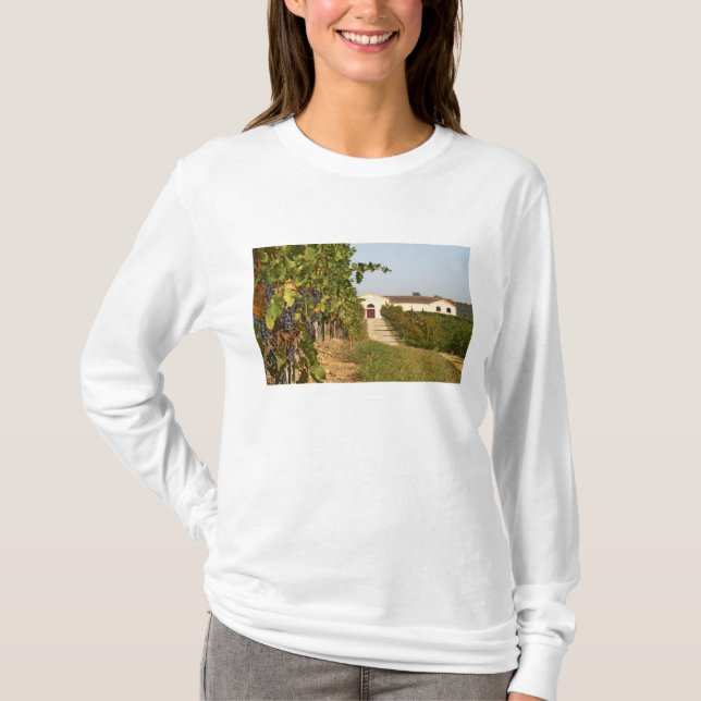 Camiseta Vinhas, videiras petit verdot e a adega ao (Frente)
