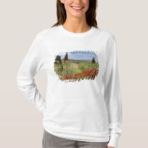 Camiseta Vinícola perto de Montalcino, Toscana, Itália