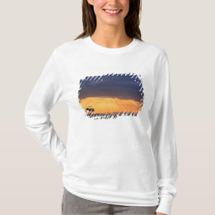 Camiseta Vista panorâmica de abutre e árvore de acácia