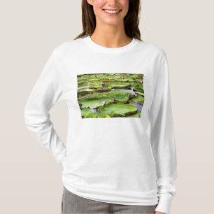 Camiseta Vitoria Regis, vitórias-régias na Amazônia