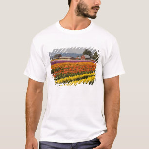 Camiseta WA, Vale de Skagit, Campos de tulipas em flor, em