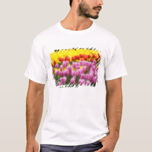 Camiseta WA, Vale do Skagit, Jardim de Tulipas Roozengaarde