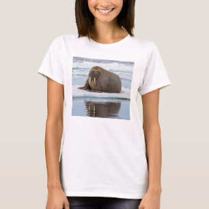 Camiseta Walrus descansando no gelo, Noruega