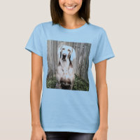 Weimaraner