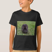 WOMBAT TASMÂNIA AUSTRÁLIA