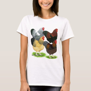 Camiseta Wyandotte: Variedade do galo