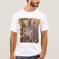 Zebra de Burchell com mudança de estação outono fo