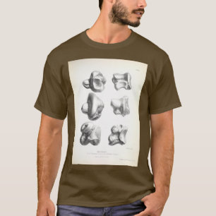 Camiseta Zoologia da Viagem de HMS Beagle 1840 Fossi