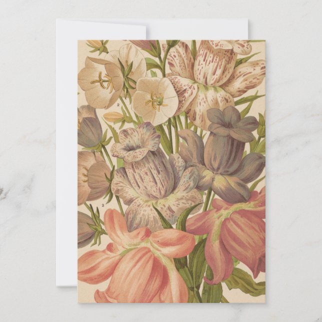 Campanula | George Nicholson (Frente)