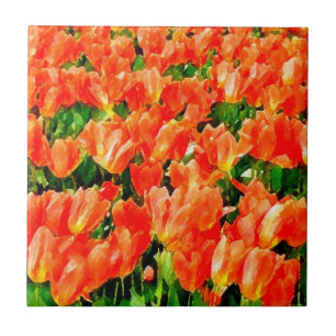 Campo alaranjado das tulipas