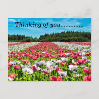 Campo bonito do cartão das flores