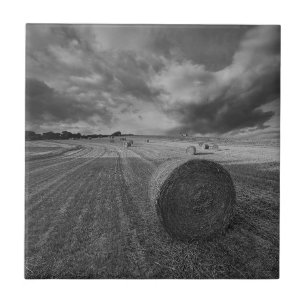 Campo da cevada de B&W