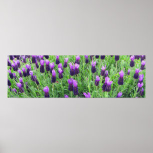 Campo da lavanda 26" w x 8" poster de h
