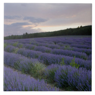Campo da lavanda no por do sol
