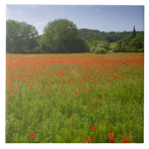 Campo da papoila, Chiusi, Italia