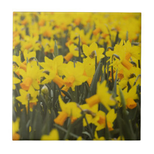 Campo Daffodil