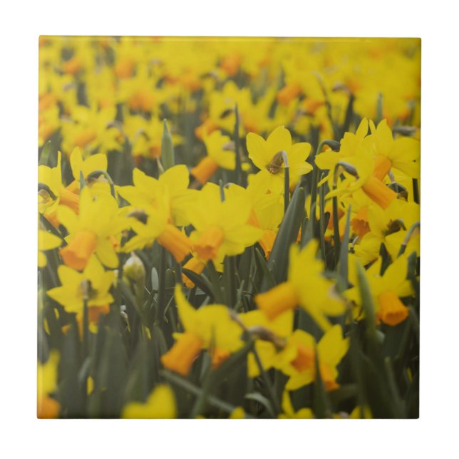 Campo Daffodil (Frente)