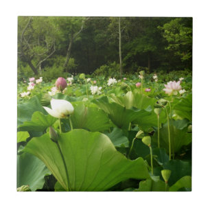 Campo das Flores de Lotus no Jardim de Verão