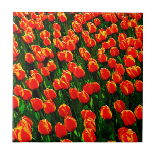 Campo das Tulipas Laranja Brilhantes - Arte Aquare