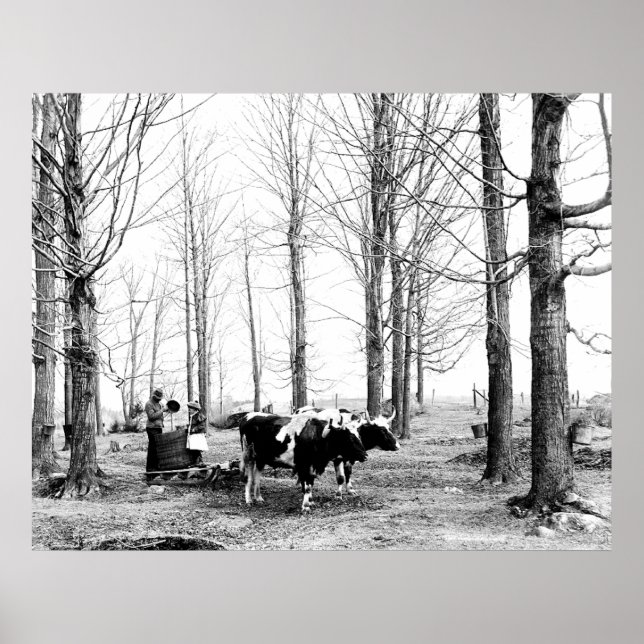 Campo de açúcar Maple 1904 Poster Vermont (Frente)