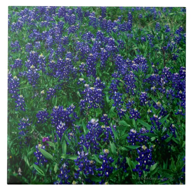Campo de Bluebonnets de Texas (Frente)
