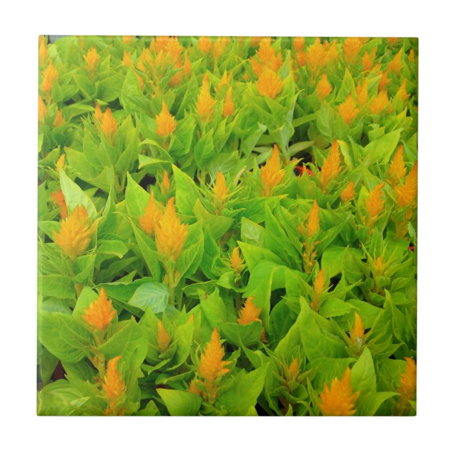 Campo de Celosia (Frente)