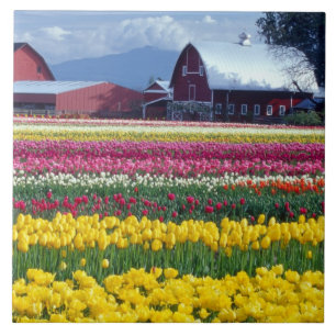 Campo de exibição de tulipas