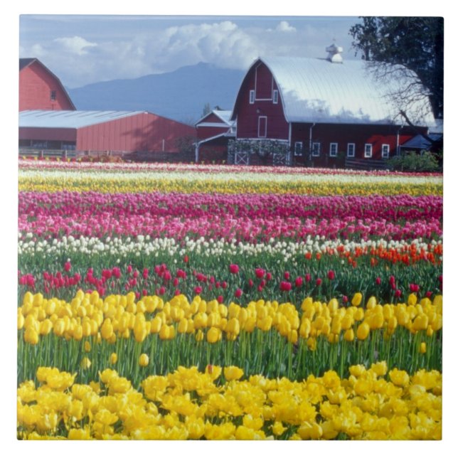 Campo de exibição de tulipas (Frente)
