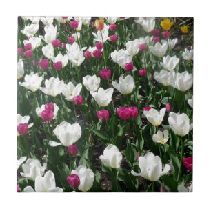 Campo De Flores
