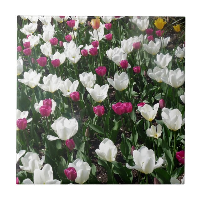 Campo De Flores (Frente)